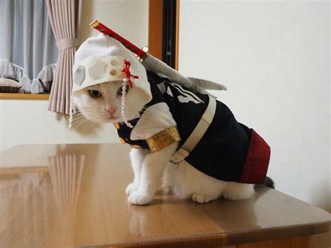 anime cosplay cat